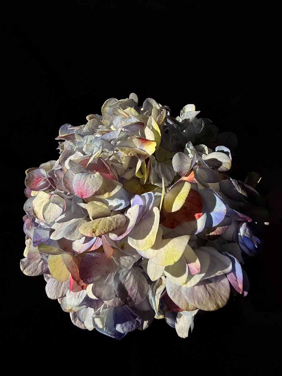 RashidBin3's tweet image. #shotoniphone #iPhone16Promax #shotandeditedoniphone