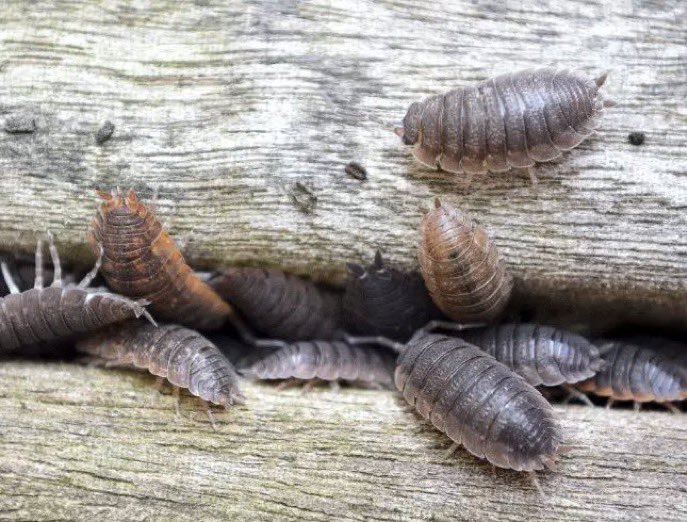 No Context Brits tweet media