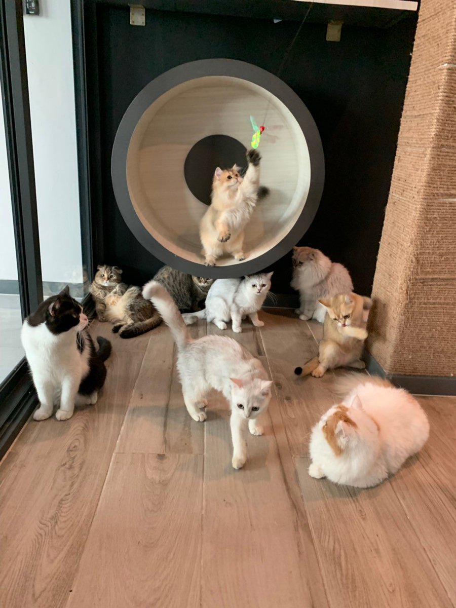 ขอเสียงคนตามมาตั้งแต่ช่วงรุ่นนี้ทีค่า สมัยแมวในบ้านยังหลักหน่วย