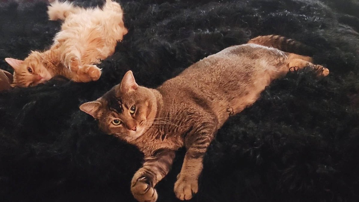 __Granuaile__'s tweet photo. Happy Caturday from the boys!

#RagnarCat #LokiCat #ValiCat
#feraltofamily #RescueCats
#Caturday #purrtherapy https://t.co/eob09HAaGF