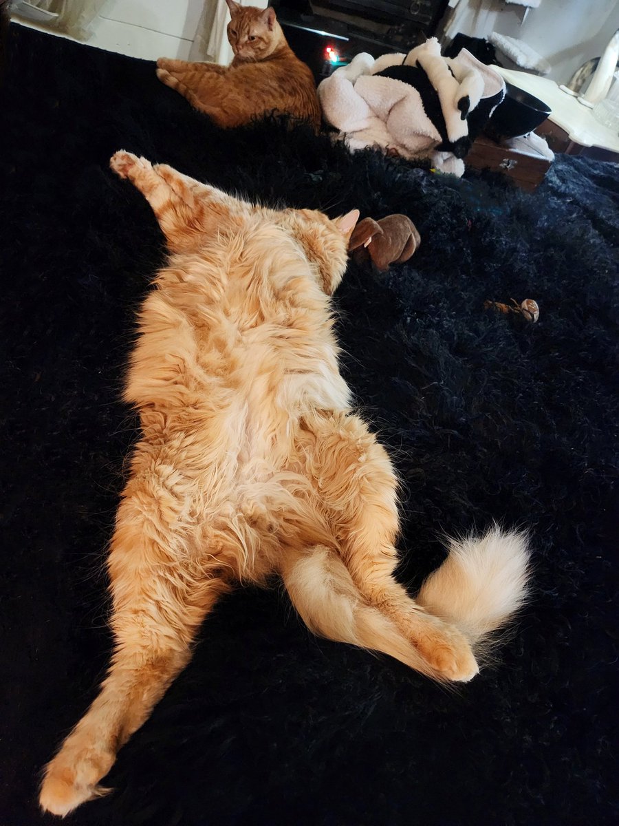 __Granuaile__'s tweet photo. Happy Caturday from the boys!

#RagnarCat #LokiCat #ValiCat
#feraltofamily #RescueCats
#Caturday #purrtherapy https://t.co/eob09HAaGF
