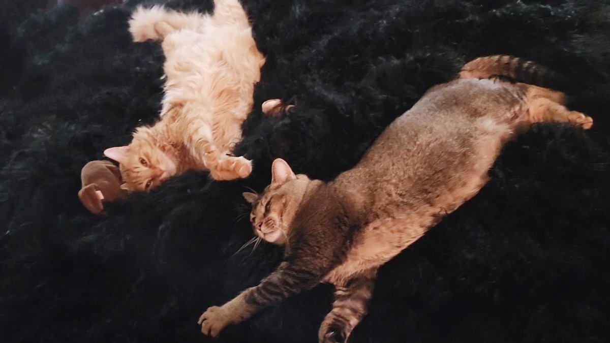 __Granuaile__'s tweet photo. Happy Caturday from the boys!

#RagnarCat #LokiCat #ValiCat
#feraltofamily #RescueCats
#Caturday #purrtherapy https://t.co/eob09HAaGF