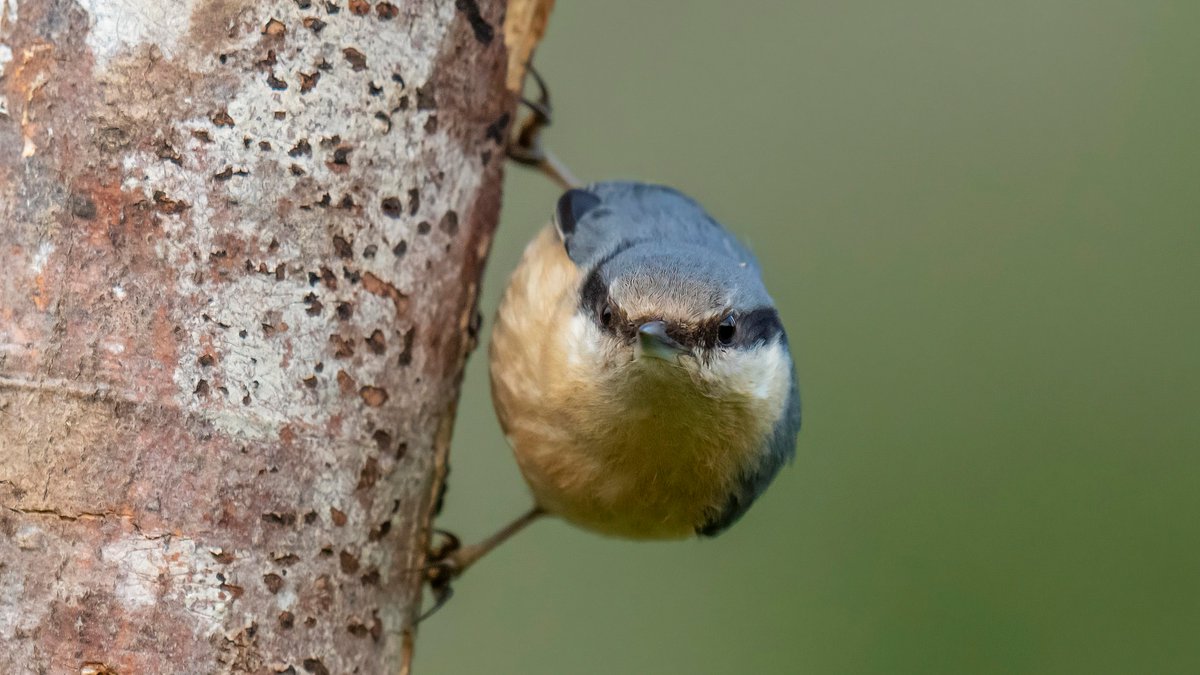 #VogelderWoche: Einzigartig in der heimischen Vogelwelt ist eine Eigenart des #Kleiber, stammabwärts die Baumrinde nach Insekten und Spinnen absuchen zu können. An Futterstellen im #Garten ist er ein häufiger Gast, wo er gerne Sonnenblumenkerne frisst. © Marcel Burkhardt