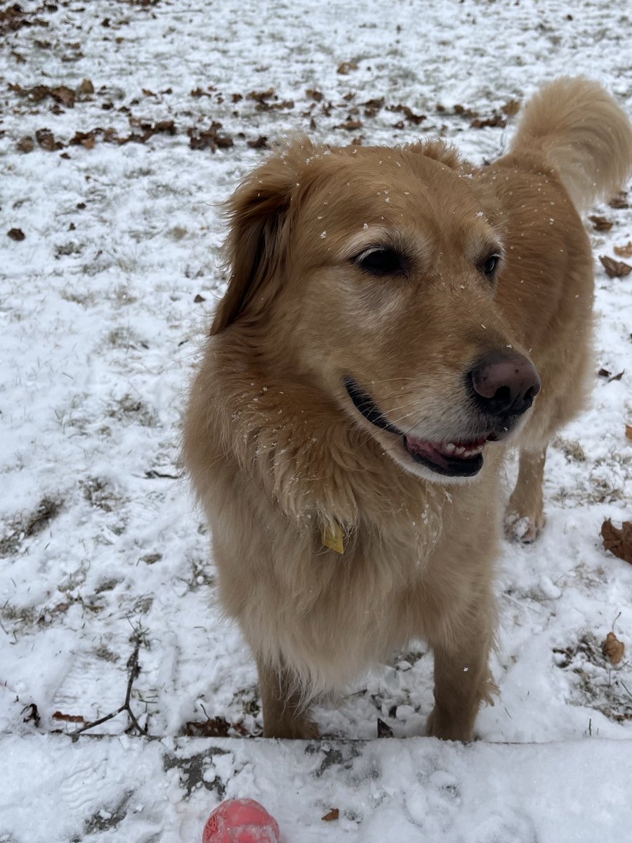 gkramer26's tweet photo. ⁦@GoldretrieverUS⁩ Snowy weekend smiles from Jessie! https://t.co/JzRrELCQsm