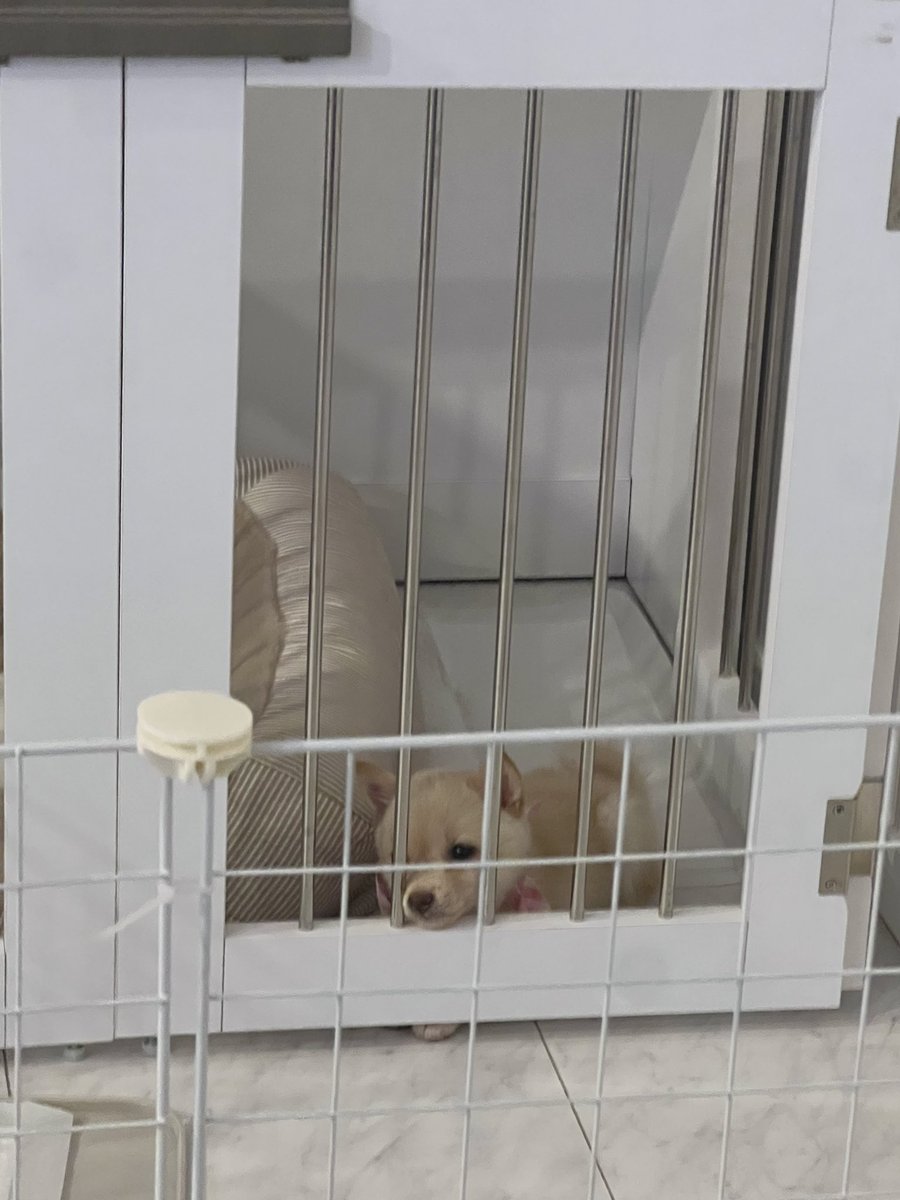 dash_tsuna's tweet photo. じー
#見つめる犬 #柴 https://t.co/7RBBnQbwR5