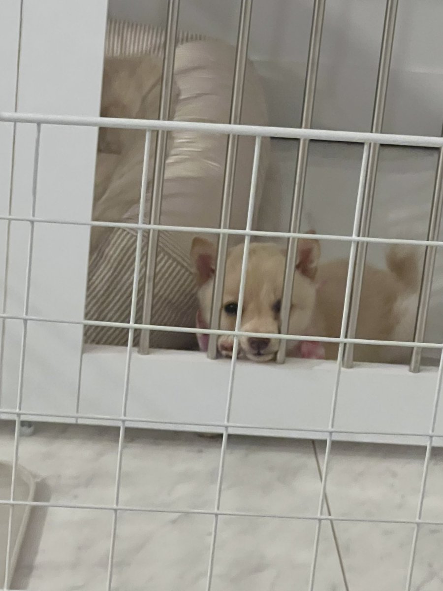 dash_tsuna's tweet photo. じー
#見つめる犬 #柴 https://t.co/7RBBnQbwR5