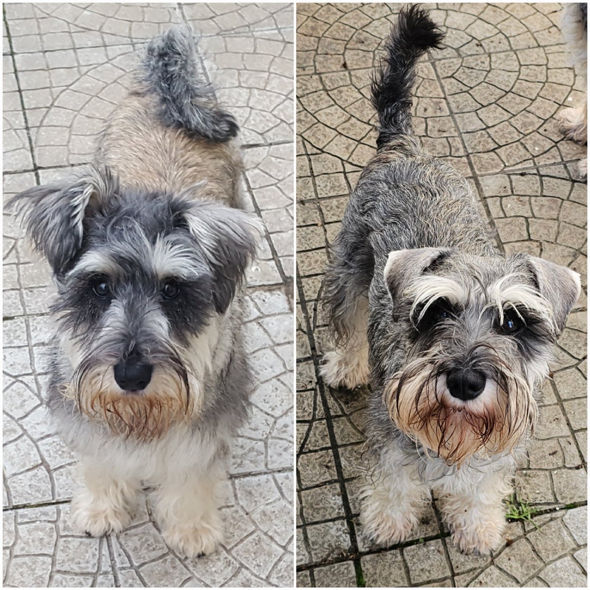 Eddie Schnauzer tweet media