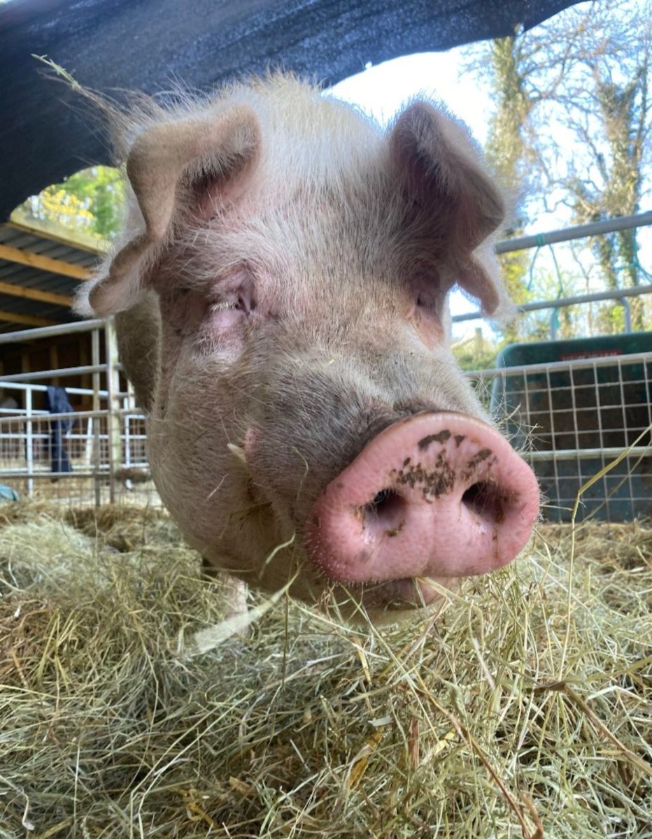 Kim Rathbone (@rathbonekim) on Twitter photo Pigoneer Pig Of The Day Carlos!
Carlos has just given the piggy barn the once over & he is happy with the fresh straw & hay oink oink!🐽
Join the Pigoneers help support Carlos & the other 98 rescue pigs <a href="/BTWsanctuary/">Beneath The Wood Sanctuary Ⓥ 𓃟 Pigoneer</a> for as little as £2.50/$3.58 a month⬇️ globalvegancrowdfunder.org/pigoneer-2000-… Pigoneer Pig Of The Day Carlos!
Carlos has just given the piggy barn the once over & he is happy with the fresh straw & hay oink oink!🐽
Join the Pigoneers help support Carlos & the other 98 rescue pigs <a href="/BTWsanctuary/">Beneath The Wood Sanctuary Ⓥ 𓃟 Pigoneer</a> for as little as £2.50/$3.58 a month⬇️ globalvegancrowdfunder.org/pigoneer-2000-…