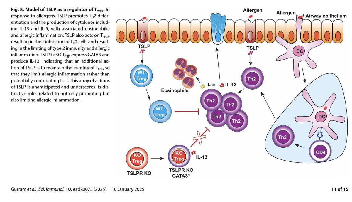 HOThomasWPhelps's tweet photo. Paper complicates #TSLP mAbs for autoimmune diseases #asthma #atopicdermatitis
Canon: TSLP alarmin promotes #Th2 inflammation
New role: TSLP essential for #Treg suppressive activity as TSLPR more highly expressed on Tregs
Which bios in this space?
https://t.co/eUaoGB7YJk https://t.co/dJfreQ2ky7