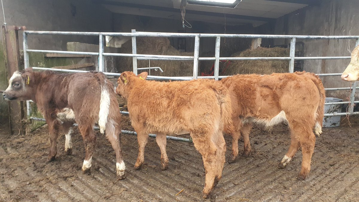 Graigs Lane Farm & Stables tweet media