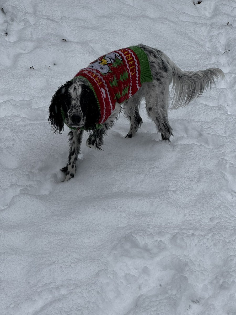Finished with close to 4 inches at the house! The pups sure did enjoy playing in it. #TNWx <a href="/NWSMorristown/">NWS Morristown</a>