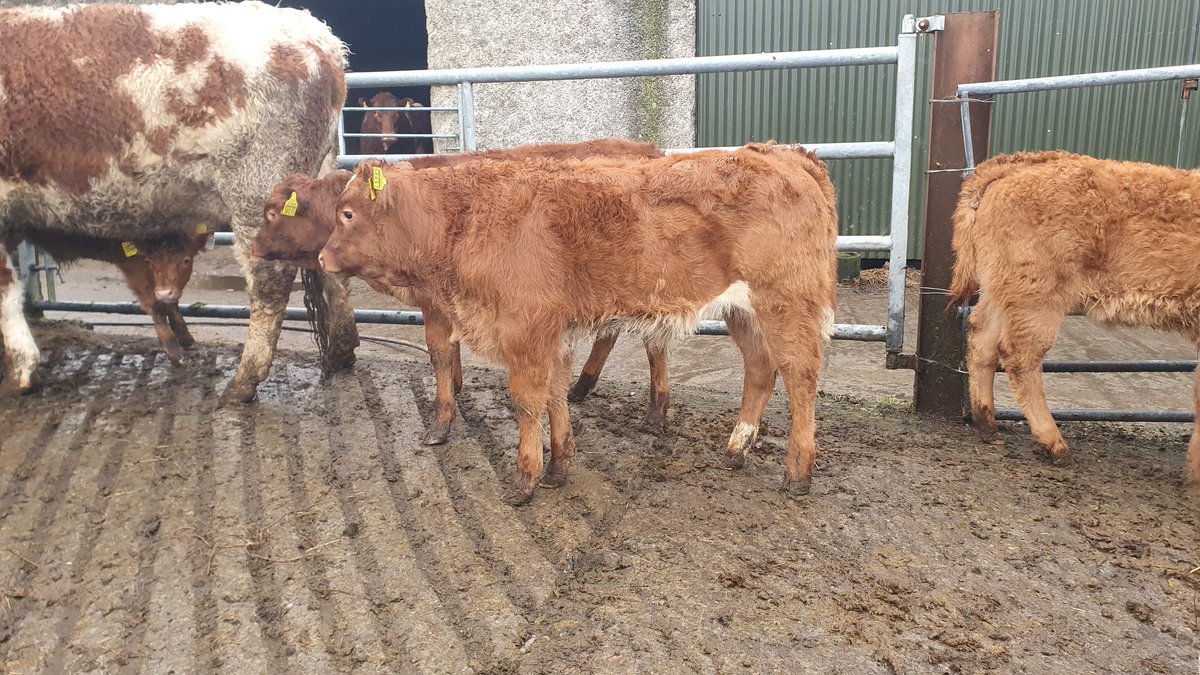 Graigs Lane Farm & Stables tweet media