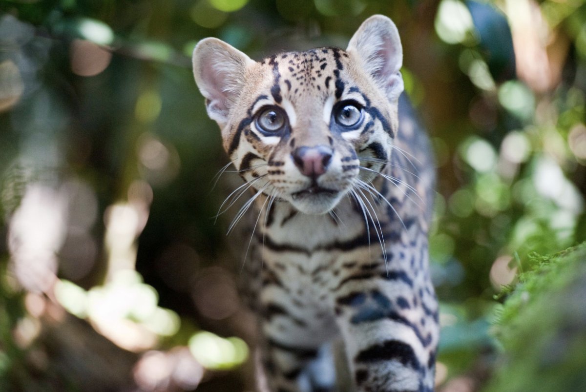 AmericanForests's tweet photo. Like to give a *boop* to our lil ocelot friend ✨ https://t.co/IrTAVvhGqX