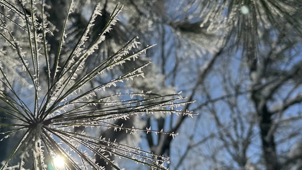 AgWriterArk's tweet photo. Freezing fog this morning left behind the most extraordinary frost needles.
#arwx @NWSLittleRock https://t.co/7NGnctM1eS