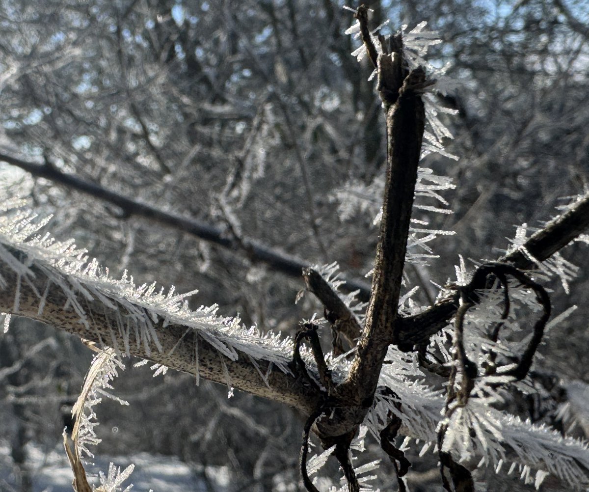 AgWriterArk's tweet photo. Freezing fog this morning left behind the most extraordinary frost needles.
#arwx @NWSLittleRock https://t.co/7NGnctM1eS