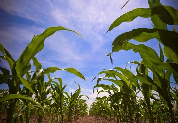 terminalcweb's tweet photo. En 2024, el agro ingresó USD 25.091 millones que representan   una suba de 27,1% sobre el año anterior, pero aún están lejos de los niveles   de 2022 y 2021 https://t.co/crjklCIxdV #Agricultura #Agroindustria https://t.co/T1swZ9f9yg