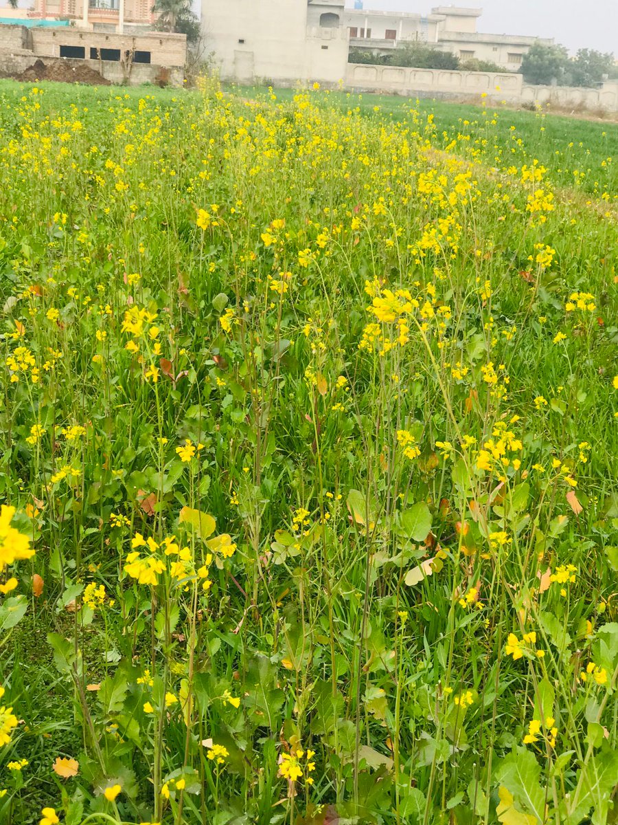 Meericiuos's tweet image. Jati jati chutian enjoy kr li ❤
#Pind