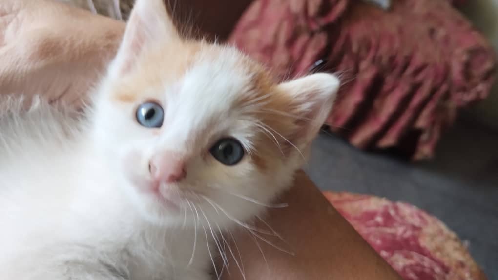 Difundo. Está preciosa gatita está buscando una familia q la quiera y cuide come sólidos y gatarina es muy cariñosa y bellísima  información al 0414 2314062 se encuentra en Guarenas....por favor difundir