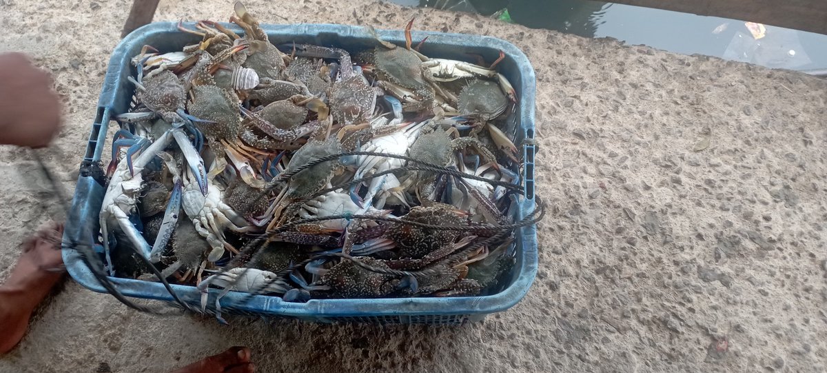 Darius Maloring tweet media