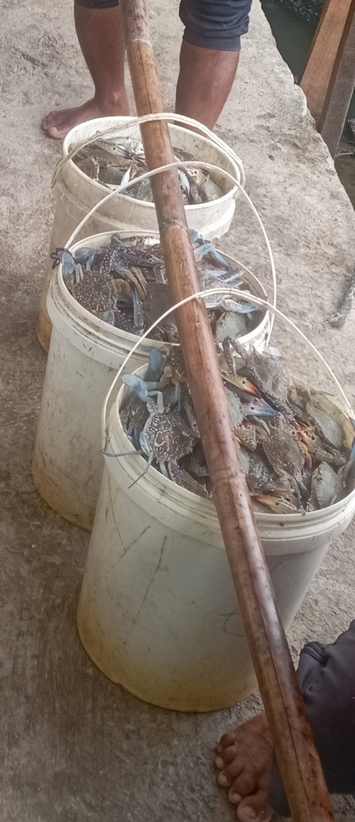 Darius Maloring tweet media