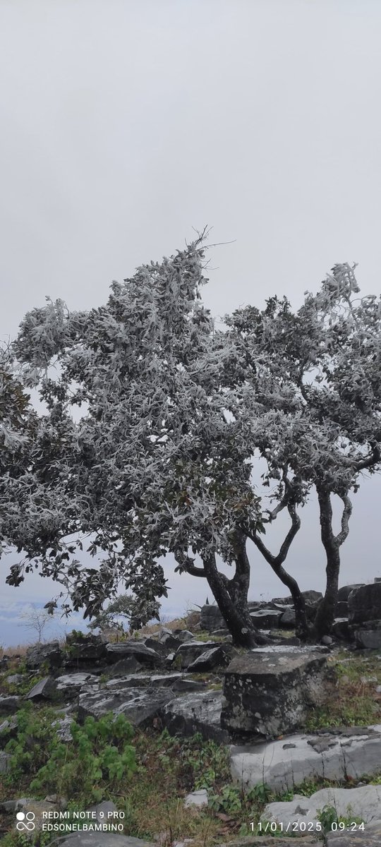 MeteoroTamps's tweet photo. 🥶❄️Bonito y breve paisaje invernal en Pino Solo 🌲 en el Ejido #SierraMadre entre #Jaumave-#Victoria; presencia de hielo. #TiempoInvernal #AireÁrtico 💙

🗓️11/01/2025
📸Edson Jiménez https://t.co/A61oX84YlS