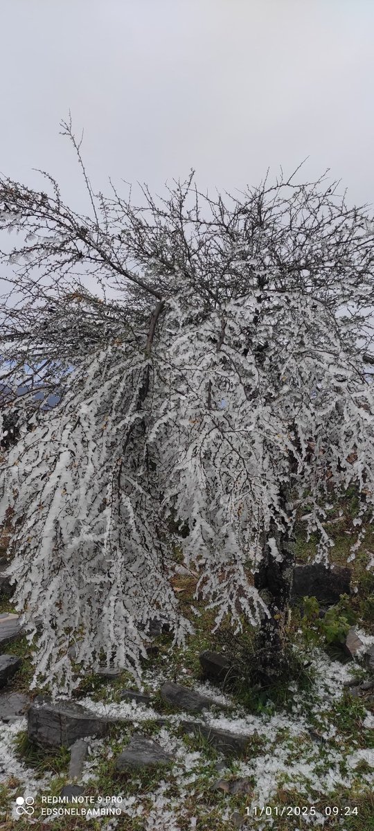 MeteoroTamps's tweet photo. 🥶❄️Bonito y breve paisaje invernal en Pino Solo 🌲 en el Ejido #SierraMadre entre #Jaumave-#Victoria; presencia de hielo. #TiempoInvernal #AireÁrtico 💙

🗓️11/01/2025
📸Edson Jiménez https://t.co/A61oX84YlS