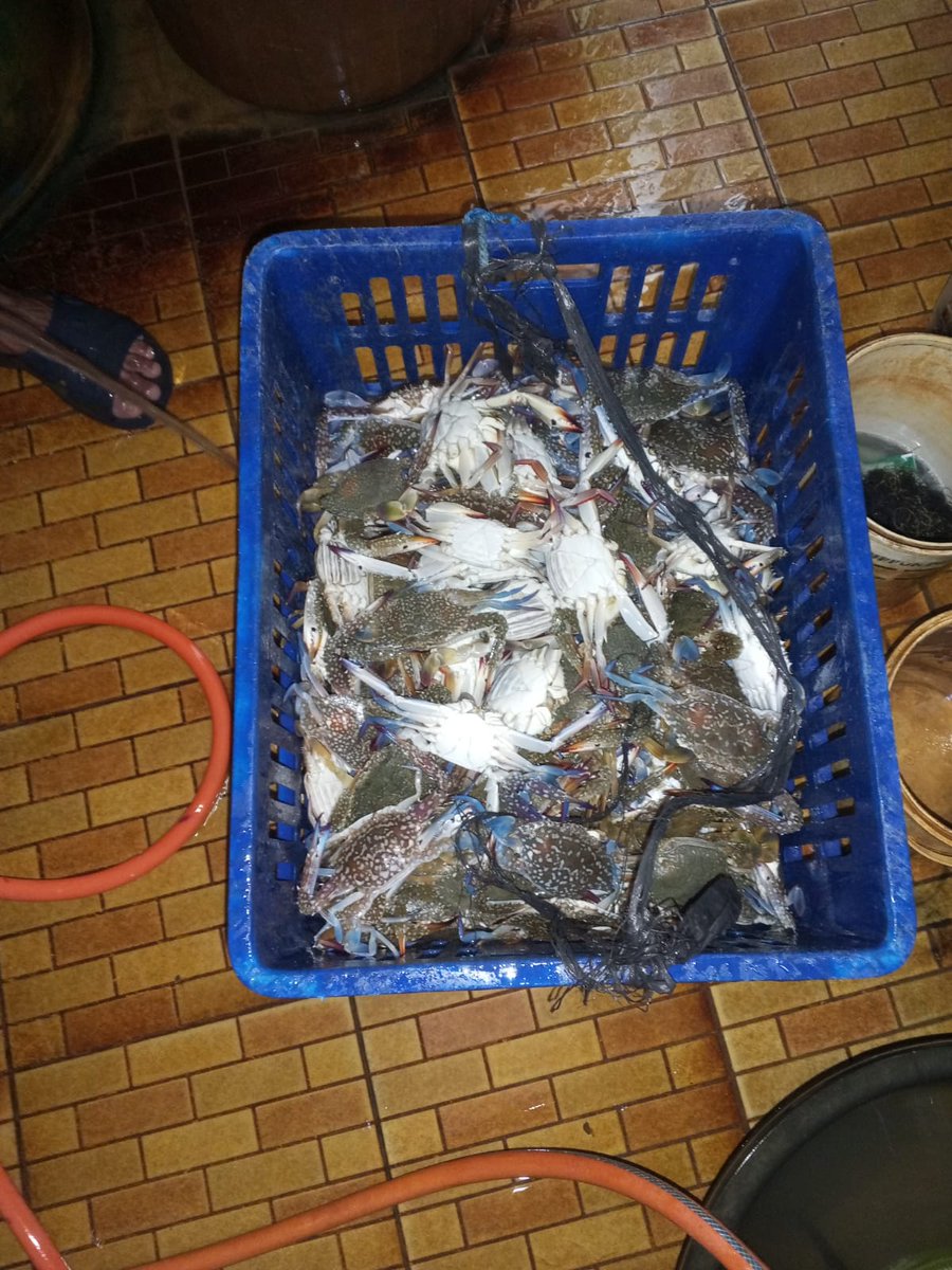 Darius Maloring tweet media