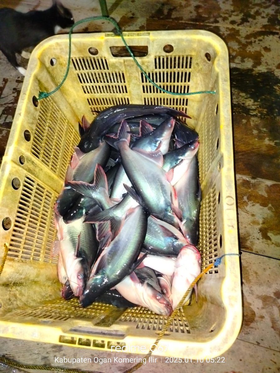 donna_cutest's tweet photo. Jumat 10-1-2025. Laporan produksi budidaya ikan KJT, Ibu Surni Desa Belanti Kec SP Padang Kab Ogan Komering Ilir Sumsel. 150 kg ikan Patin harga 24.500/kg, pemasaran ke pengepul ikan
#luhlapor
#luhkanoki
#GiatLuhkanSatminkalBRPPUPP https://t.co/UUpT3jqi9h