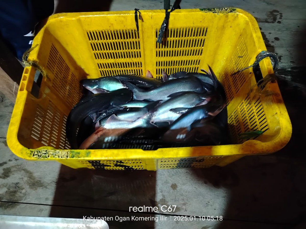 donna_cutest's tweet photo. Jumat 10-1-2025. Laporan produksi budidaya ikan KJT, Ibu Surni Desa Belanti Kec SP Padang Kab Ogan Komering Ilir Sumsel. 150 kg ikan Patin harga 24.500/kg, pemasaran ke pengepul ikan
#luhlapor
#luhkanoki
#GiatLuhkanSatminkalBRPPUPP https://t.co/UUpT3jqi9h