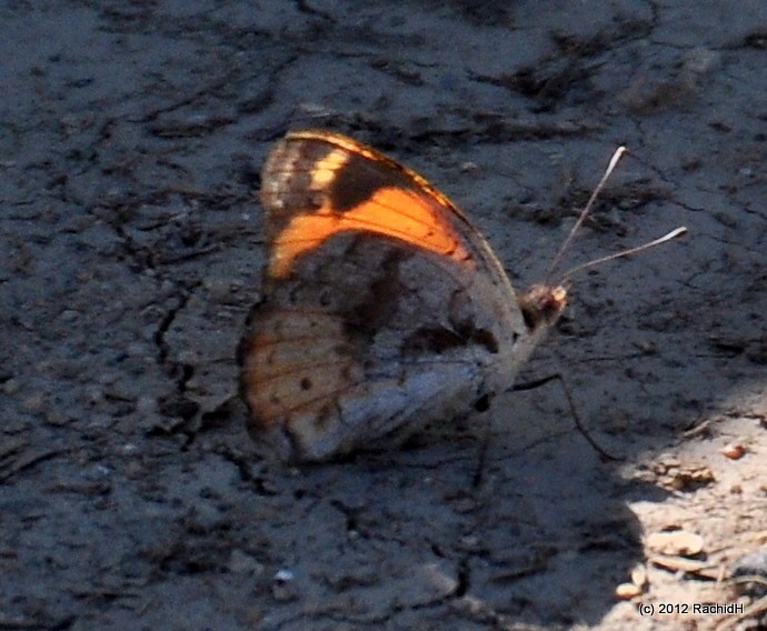 rachidH's tweet photo. #BlueSpottedArab #Butterfly #Colotis #Cphisadia #Papillon #ArabeTachetéDeBleu #Maadi #Cairo #Egypt #Entomology
Rachid H shared a photo with you from the Flickr app! Check it out:
https://t.co/FCoeKY7p5Y https://t.co/qFhw7K7lDc