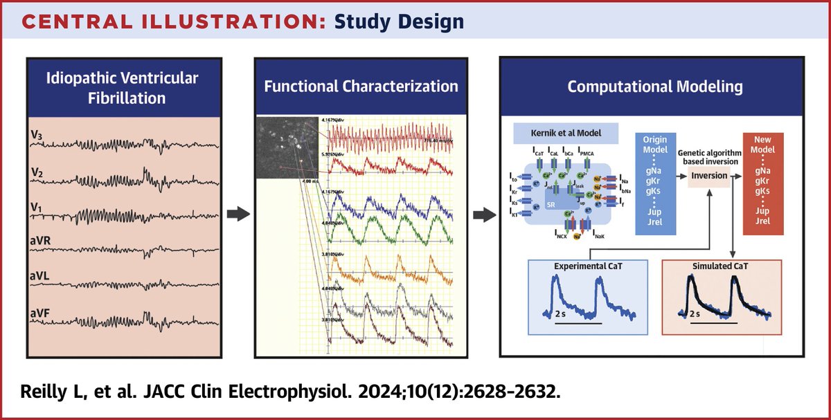 Idiopathic ventricular fibrillation (IVF) is difficult to treat w/out a mechanistic understanding of the disease. Dr. <a href="/LouiseReillyPhD/">Louise Reilly, PhD</a>, et al outline a new paradigm for identifying functional &amp; molecular targets for #arrhythmia suppression in pts w/ IVF jacc.org/doi/10.1016/j.…
