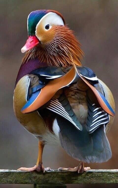 Untamedpath's tweet photo. Nature's masterpiece, the Mandarin Duck in all its glory. #mandarinduck #birdphotography #naturephotography #colorfulbird #wildlife #naturelover https://t.co/jwblRiqXdk