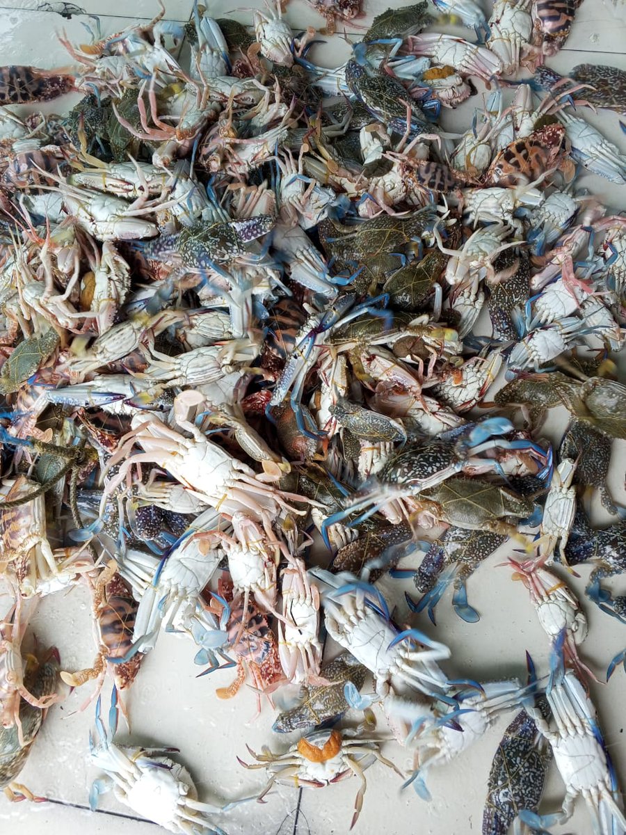 Darius Maloring tweet media