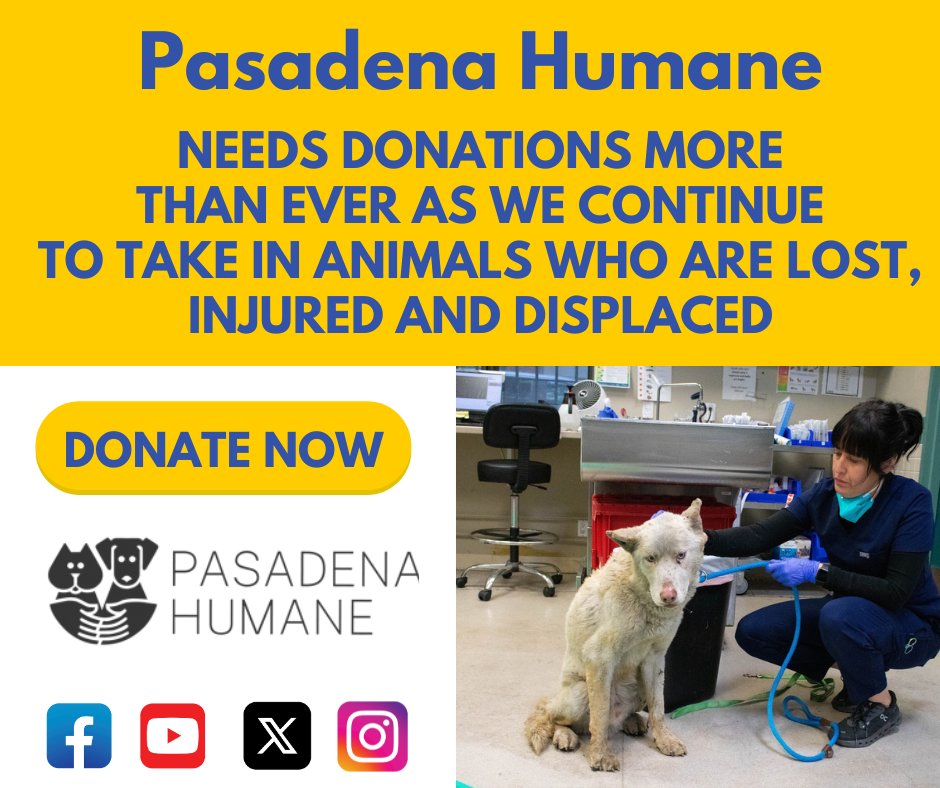 MaggieFord's tweet photo. > @PasadenaHumane has taken in 400+ animals and needs our help to provide emergency services to animals who need it most.
Donate:
https://t.co/jdGnYulJI7
https://t.co/vFvNkaPeQH
#wildfire #palisadesfire #californiafires #losangeles #lafires #pasadenahumane #wildfirerelief https://t.co/mr43ypf222