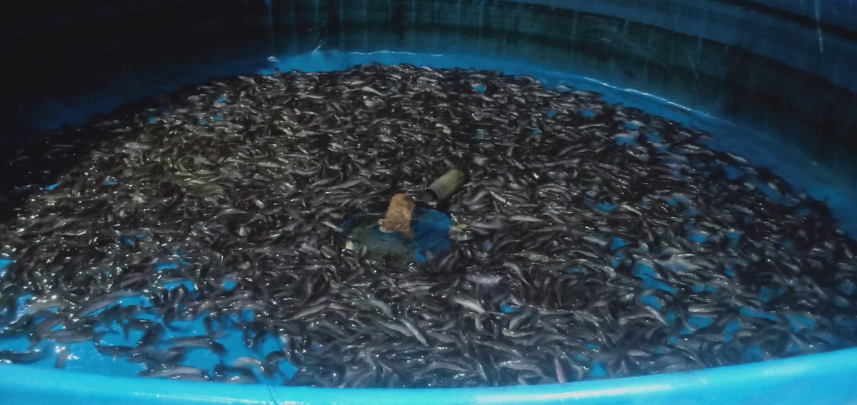 Darius Maloring tweet media