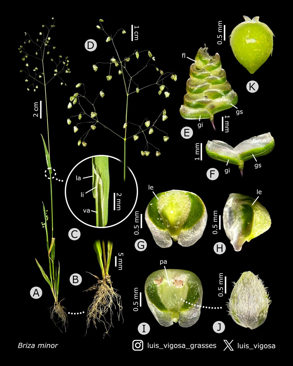 Briza minor (Poaceae)
#botany #grasses #taxonomy #plants