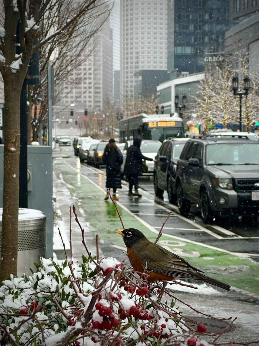 A beauty on a snowy Boston morning 🌨️❄️