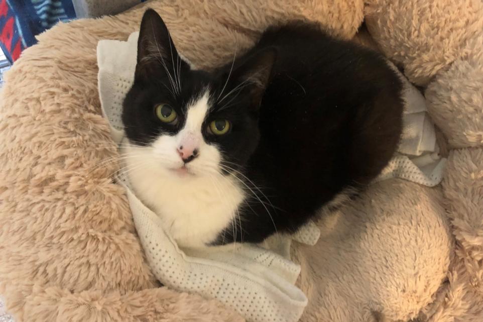 AdoptionsUk's tweet photo. Please retweet to help Millie find a home #WARRINGTON #CHESHIRE #UK 
Aged 12, sadly Mille has spent over 200 days in the shelter after her owner passed away 🐱💔
Details or apply for Millie below👇
https://t.co/l8ii4tOHvZ
Millie is an older lady on the lookout for a new home after her previous owner had sadly passed away. She's a delicate girl that would best suit a quiet home with no other pets. She enjoys the comforts of feeling safe in her bed and is known for purring and loving attention once she has had a little time to get to know you. She has recently had a dental. If you would like to know more, please do get in touch - @CatsProtection 
☎️ 03000 12 06 12
https://t.co/HrAPxuAQkZ
#cats #cat #Caturday #England #pets @JaneFallon