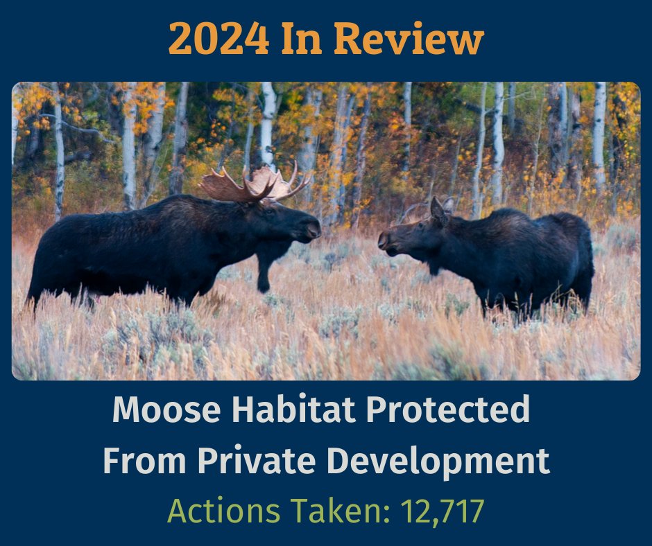 wildlifeaction's tweet image. 2024 in Review: #WY Moose Habitat Protected from Private Development 🏞️
12.7K of our supporters spoke up to save land next to #GrandTetonNationalPark from private sale. It was instead sold to the federal government, a crucial step towards its protection!
ow.ly/ELlN50UAGqh