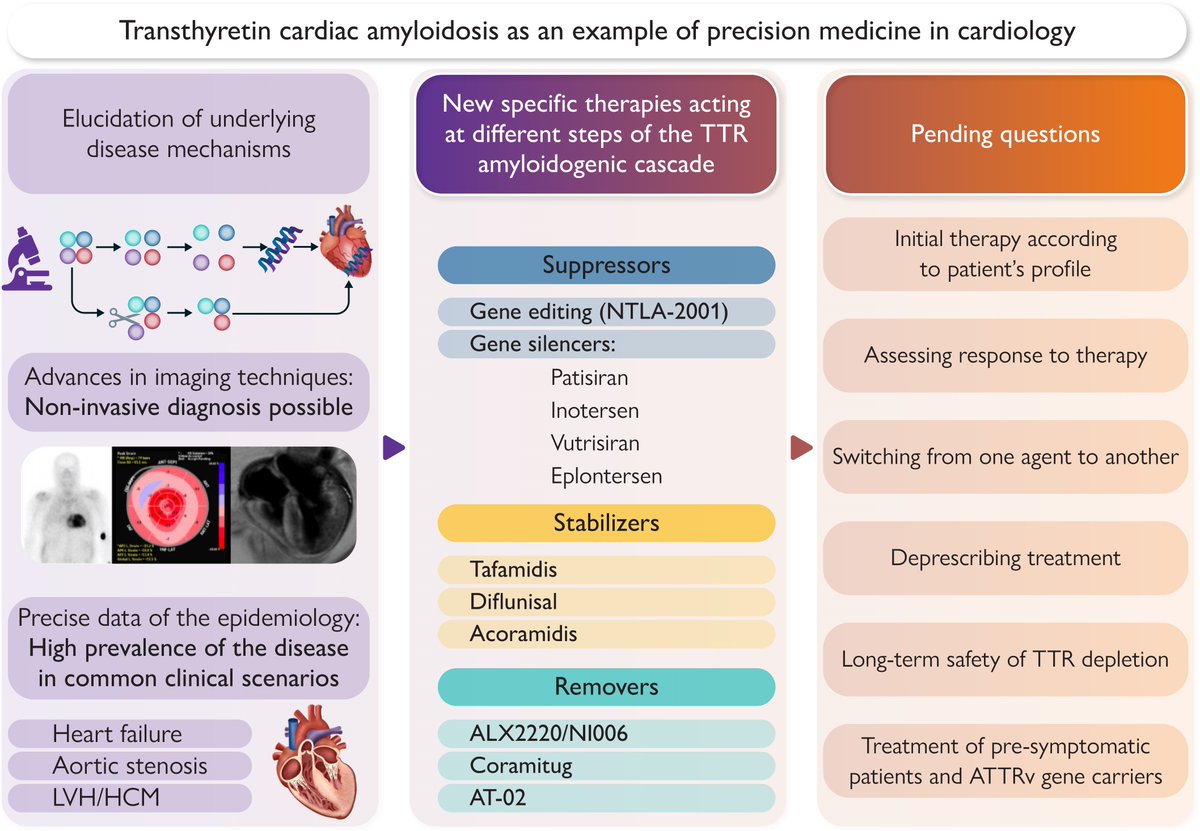 EHJ Editor-in-Chief (@ehj_ed) on Twitter photo Transthyretin amyloid cardiomyopathy: a model for precision medicine. Discover in #EHJ breakthroughs in targeted therapies and emerging treatments, plus key unanswered questions shaping future care.
doi.org/10.1093/eurhea…
#PrecisionMedicine#cardiotwitter <a href="/ESC_Journals/">European Society of Cardiology Journals</a> <a href="/escardio/">European Society of Cardiology</a> Transthyretin amyloid cardiomyopathy: a model for precision medicine. Discover in #EHJ breakthroughs in targeted therapies and emerging treatments, plus key unanswered questions shaping future care.
doi.org/10.1093/eurhea…
#PrecisionMedicine#cardiotwitter <a href="/ESC_Journals/">European Society of Cardiology Journals</a> <a href="/escardio/">European Society of Cardiology</a>