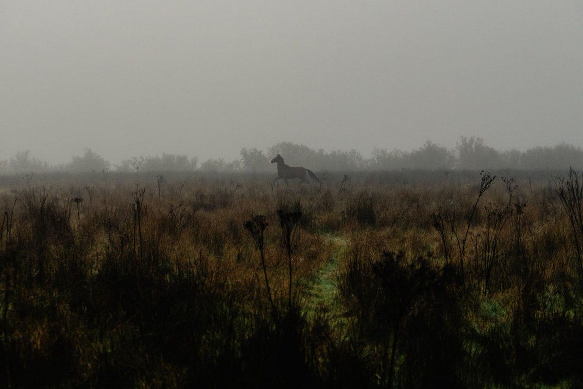 Santi Donaire tweet media