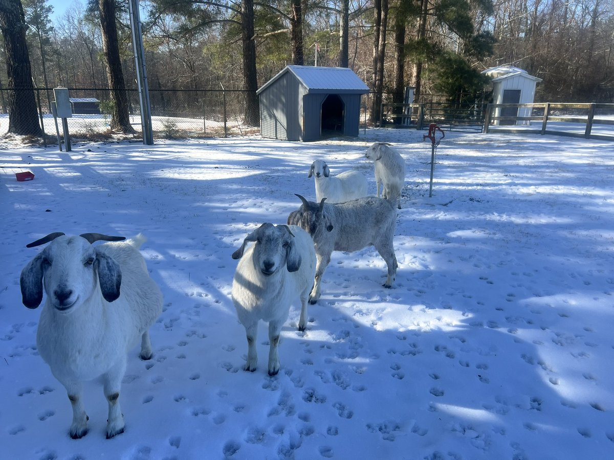 SG Agriculture & FFA (@sgstormffa) on Twitter photo Happy snowy Saturday from the Jay Terrell Agricultural Complex on the campus of <a href="/SGHSStorm/">Southern Guilford</a> Happy snowy Saturday from the Jay Terrell Agricultural Complex on the campus of <a href="/SGHSStorm/">Southern Guilford</a>