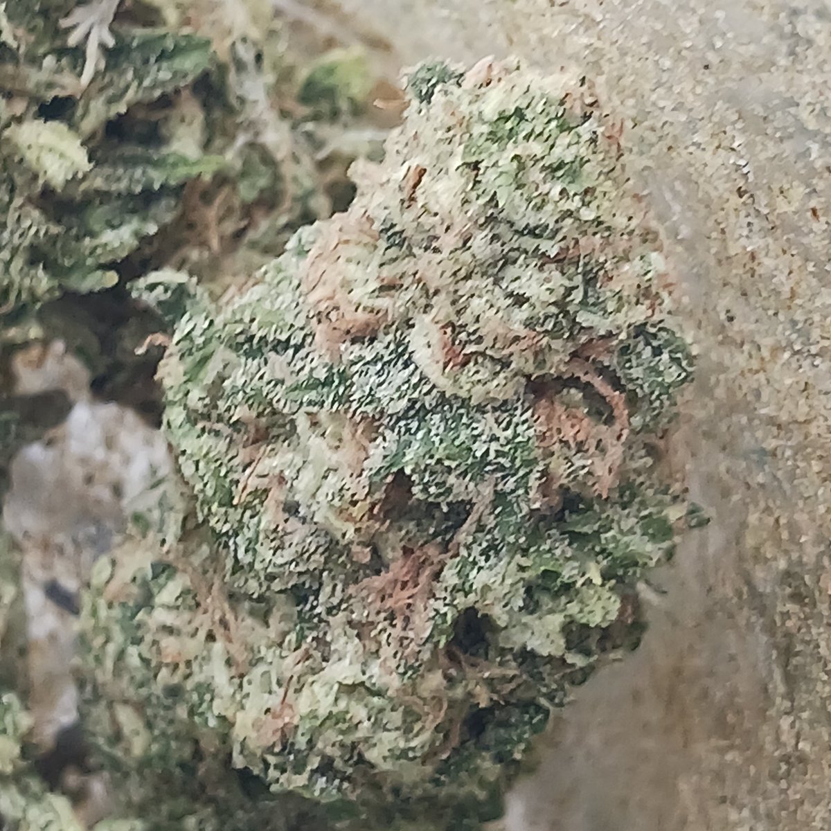 Smitty42075's tweet photo. 💨💨💨❄️🍋🍋⛽️⛽️ Hitman OG
#dnagenetics #growyourown https://t.co/caUw19XwMa