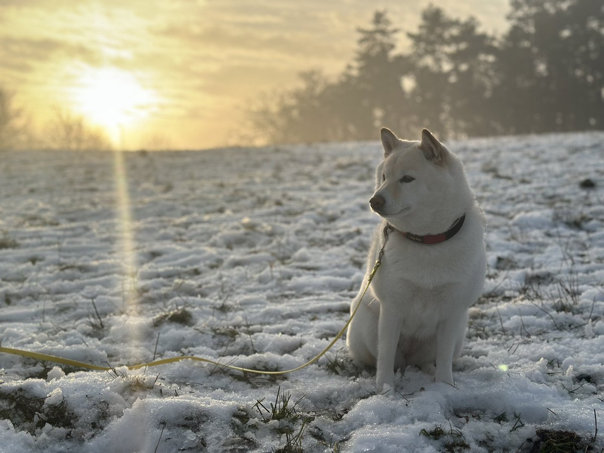 mi_macek's tweet photo. Winter, Shiba Inu season 🐕❄️ #YukiCreamShiba https://t.co/LNoIXzhFOS