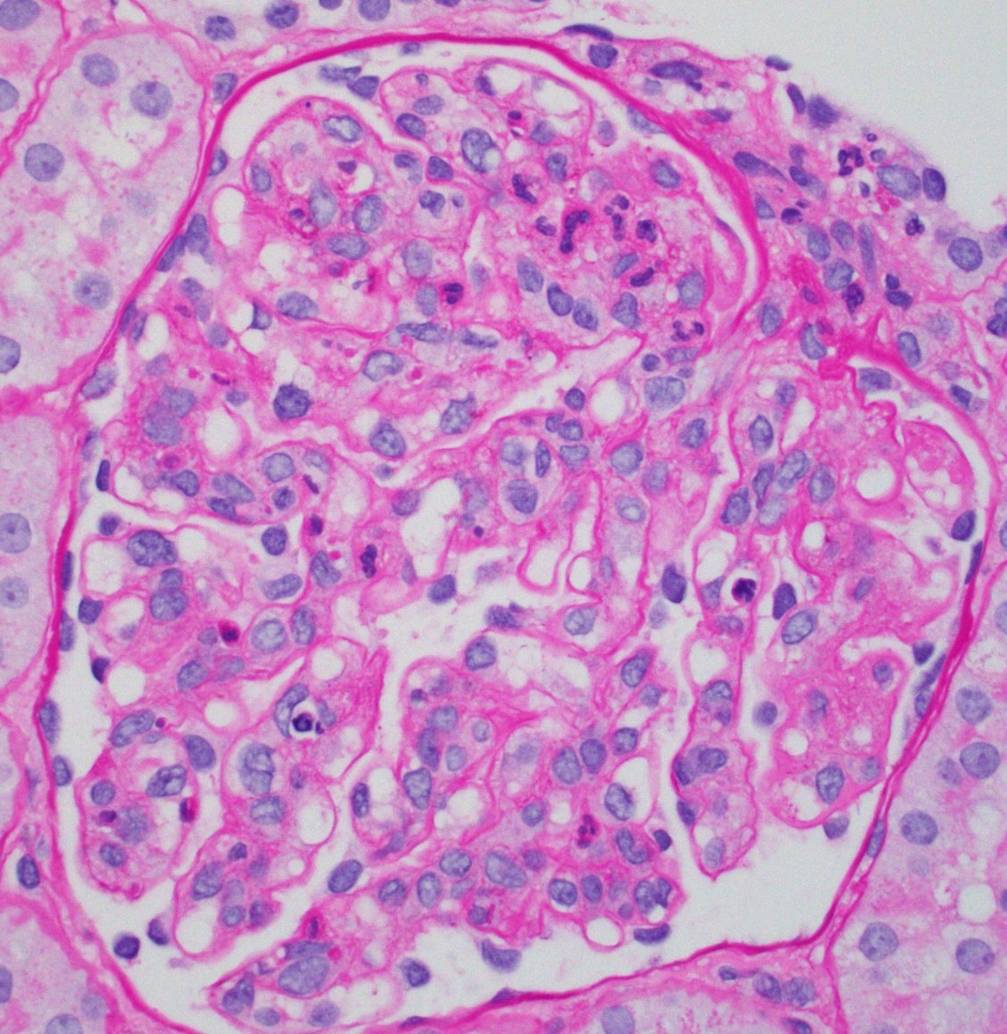 Jonathan Zuckerman MD PhD tweet media