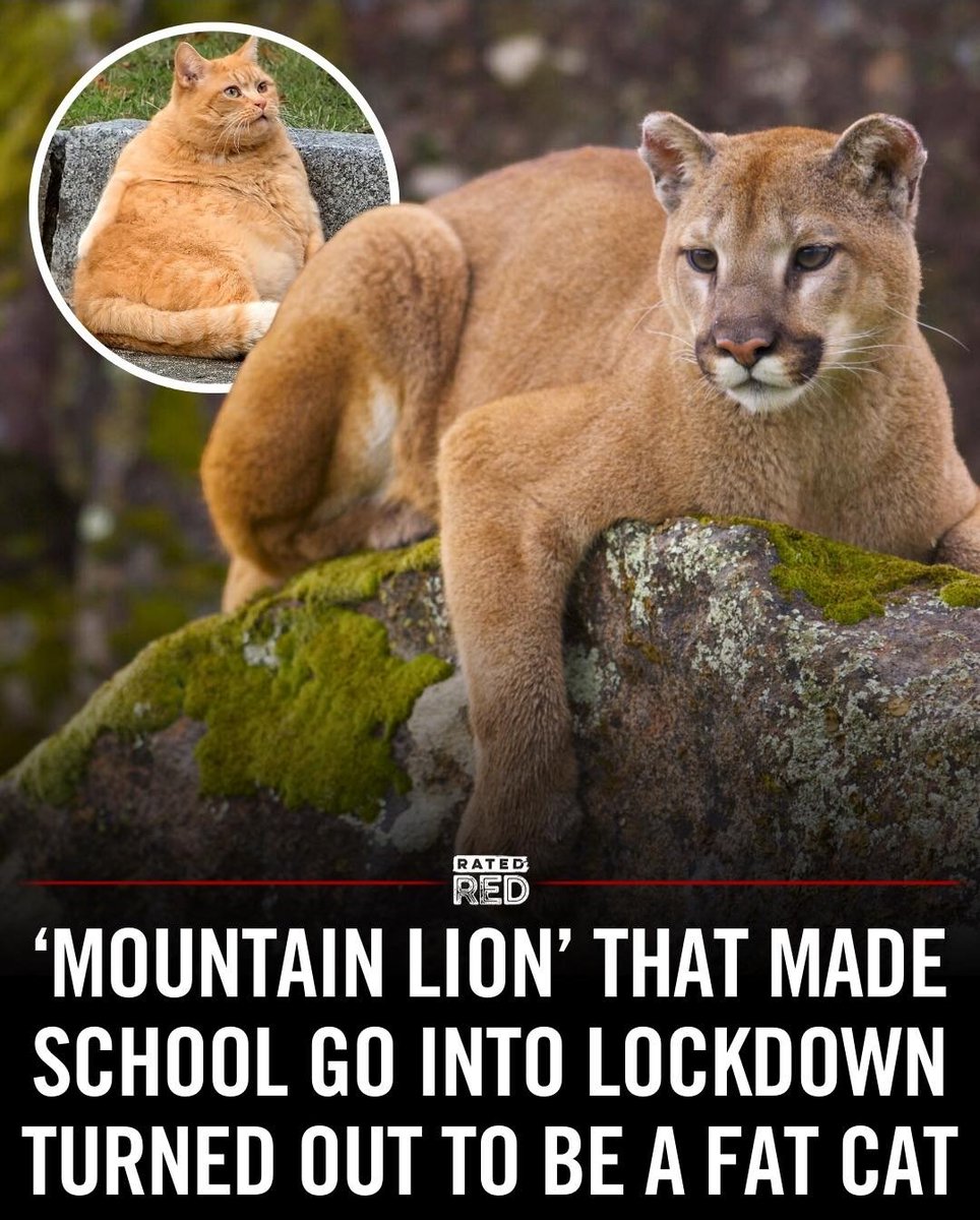mischiefanimals's tweet photo. https://t.co/rL5gRlCwbF