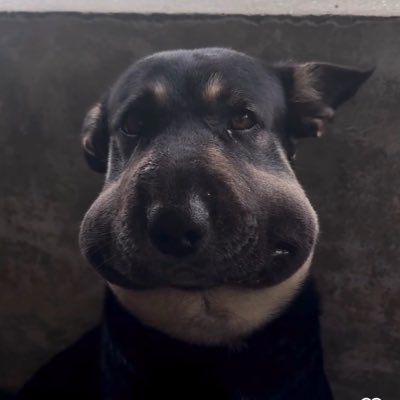 scoobyDoo_R6's tweet photo. #NovaFotoDePerfil https://t.co/6bubxzxaBb