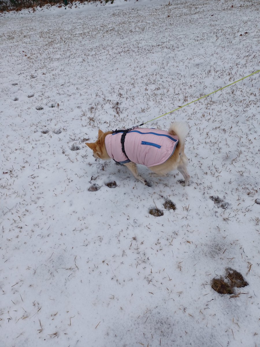 I guess I now like it, as 3 years went by. We had family walkiez! (We did not build the snowman). #dogsofX #dogsoftwitter