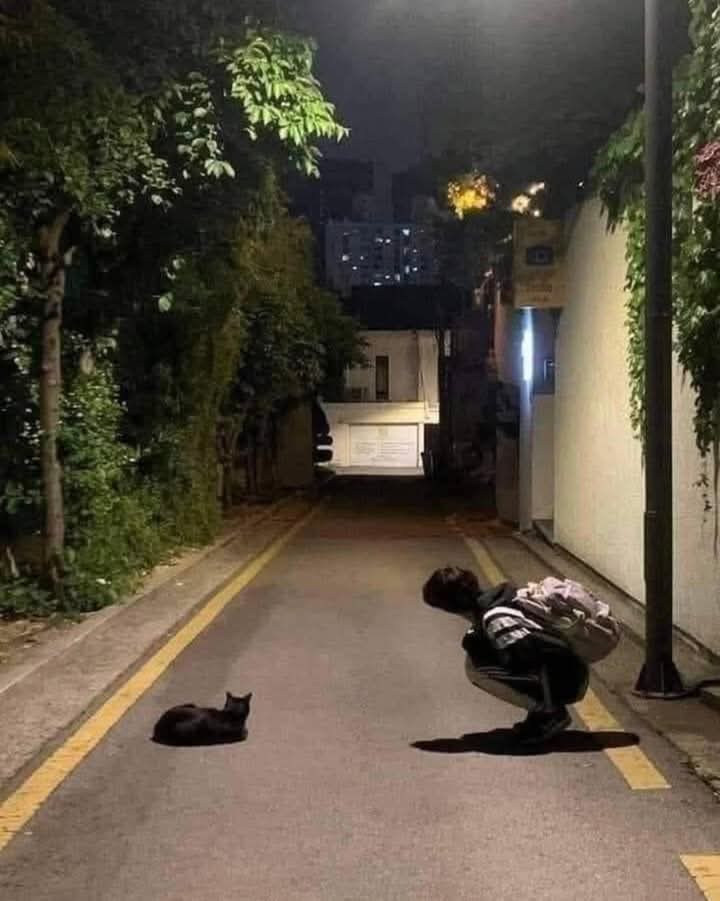 EStradini's tweet photo. Esiste una leggenda giapponese che racconta di un metodo per ritrovare i gatti che sono usciti di casa e non fanno ritorno. La tecnica consiste nel parlare con i gatti randagi del quartiere come se parlassi con qualsiasi persona, chiedendo loro del tuo gatto. Descrivilo: come è https://t.co/HmMODX5YLX