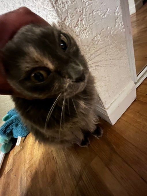 Cats with their heads held back (@catsheld) on Twitter photo 